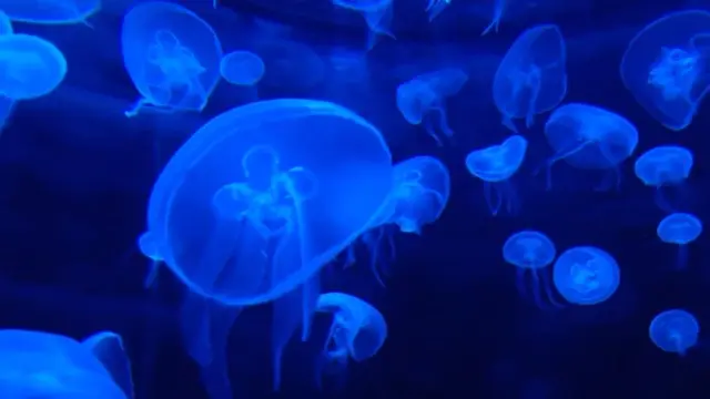 Delta Waves 0.3Hz binaural beats