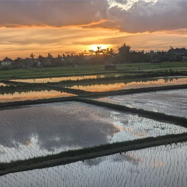 Rice Fields near Ayutyas Holistic Healing Home